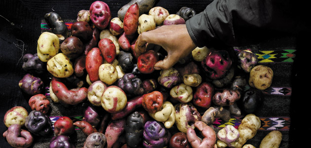 Potatoes-International-Potato-Center-Peru-631